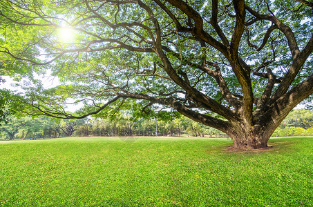 公园绿草上的大树背景图片