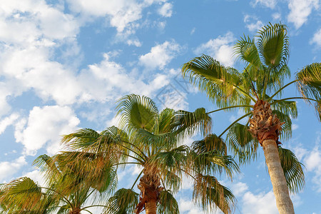 夏天如火荼碧绿的棕榈树映衬着蓝天图片