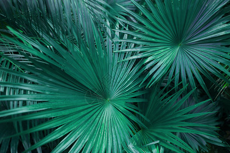 关闭热带拍摄的大绿松石绿色棕榈叶夏季植物自然图片