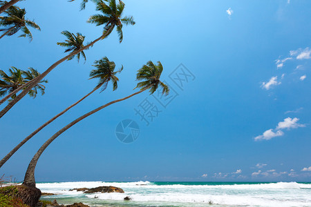斯里兰卡热带海岸的棕榈图片