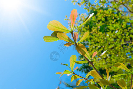 终极象牙岛的叶子在蓝色天空中被孤立在蓝天夏图片