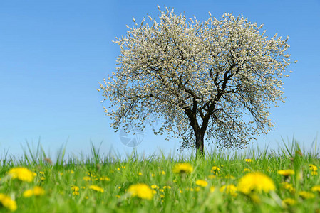 春天的风景草地上盛开的樱桃树和蒲公英图片