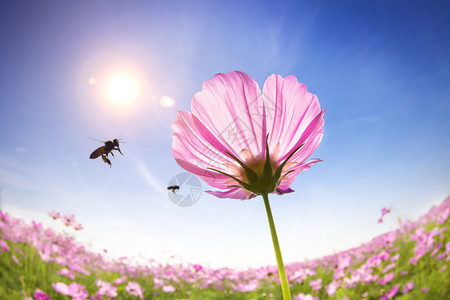阳光下的蜜蜂图片