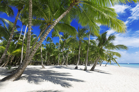 绿色的棕榈树和沙滩图片