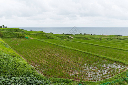 日本的新鲜稻田图片