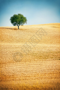 托斯卡纳夏季景观的美丽景色图片