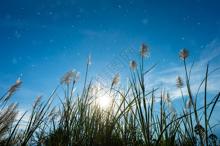 阳光和蓝天空背景的野甘蔗花坠落沙迦自图片