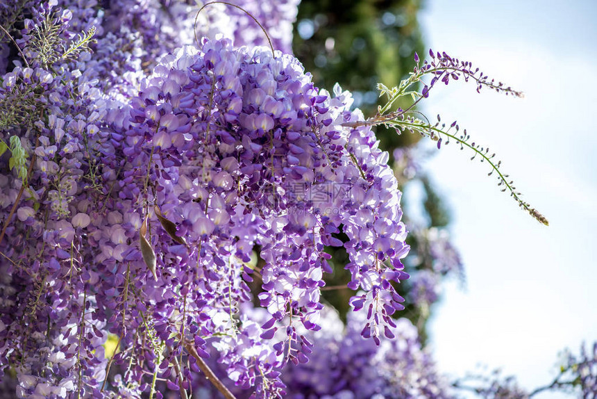 Wisteria鲜花图片