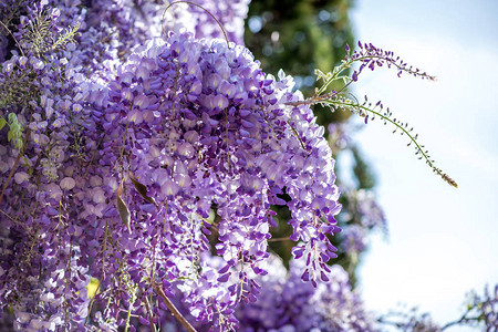 Wisteria鲜花图片