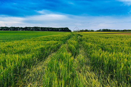 匈牙利的绿色麦田和蓝天图片
