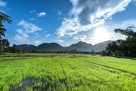 斯里兰卡清晨的美丽的稻田图片
