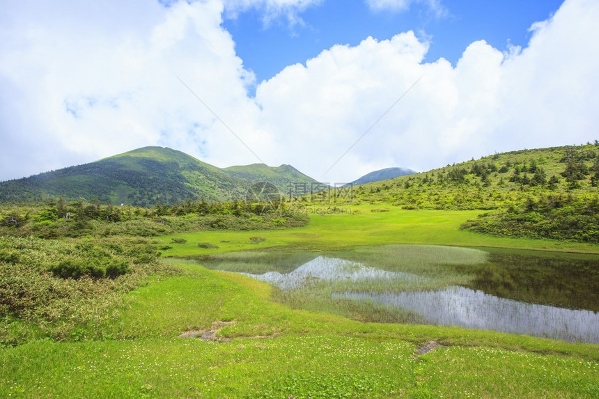 GeumPentapetallumTamoyachi沼泽和日本青森Hakko图片