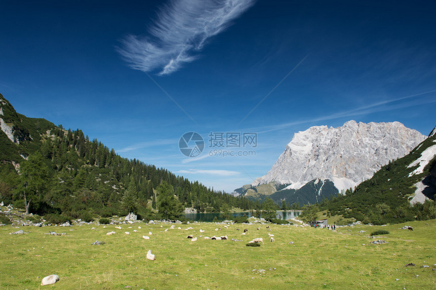 蒂罗尔州西本塞湖高山草甸的绵羊图片