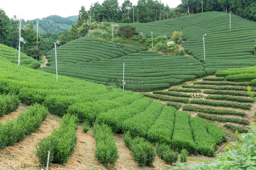 绿鲜茶园图片