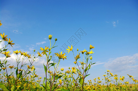 蓝甘菊蓝天上的洋甘菊观背景