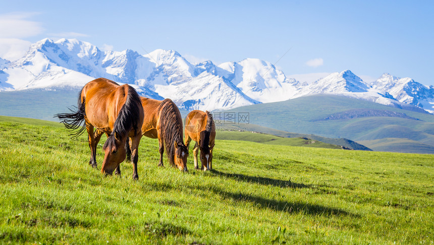 雪山下的马高原上的牧场图片