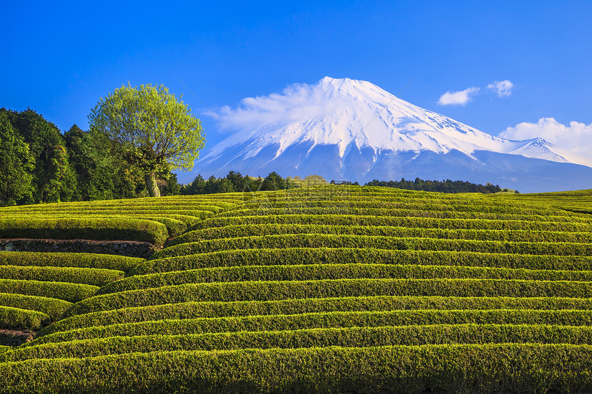 日本绿茶种植园和富士山日本静冈图片