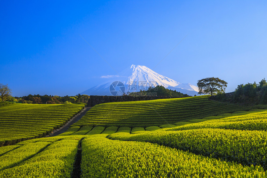 日本绿茶种植园和富士山日本静冈图片