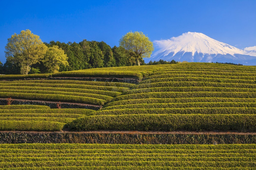 日本绿茶种植园和富士山日本静冈图片