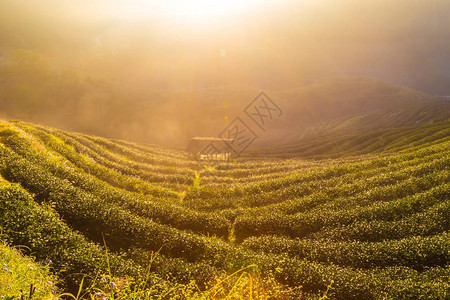 山上茶园的日出早晨农业场景图片