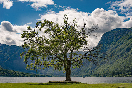 一棵树和美丽的湖带山丘博欣湖图片