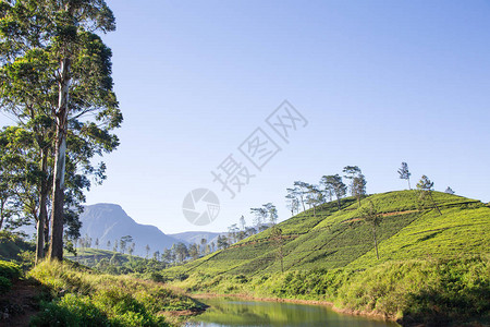 河流山地和茶叶种植园的美丽景图片