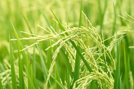 茉莉稻种见风摇曳的已经抓住了准备收割的麦穗感受对放松的追求农业种植的概念是农背景图片