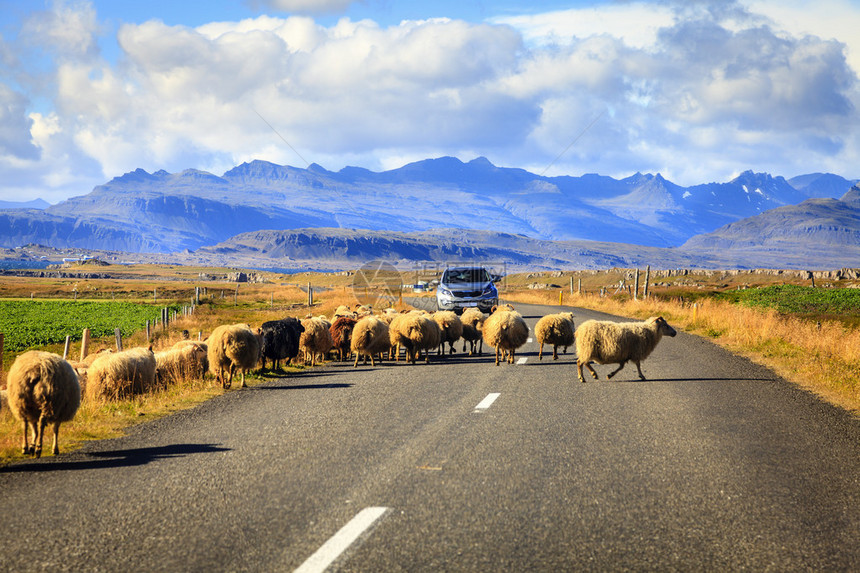 穿越冰岛南部一号公路环路的羊群图片