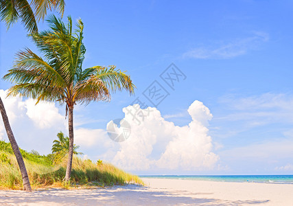 棕榈树上有一个美丽的阳光明媚的夏天下午在迈阿密海滩佛罗里达州有海洋图片