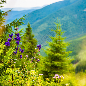 山中的紫色野花背景上的青山图片