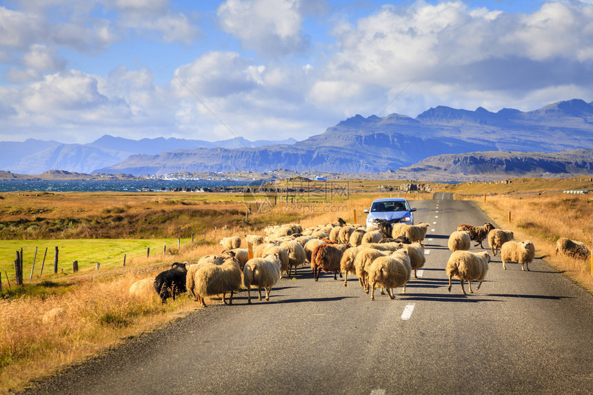 一群羊正在穿越冰岛南部1号公路图片