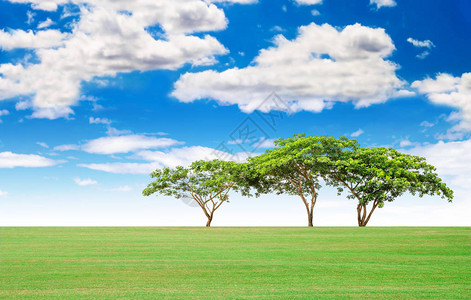 青草和大树的夏季风景图片