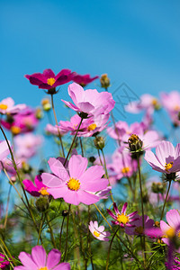 蓝天花园里的粉红色花朵图片