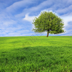 草地上的绿树图片