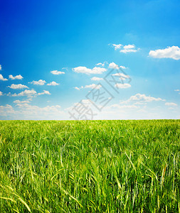 绿草和蓝天的美丽景色图片