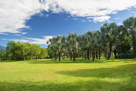 蓝天下椰林绿草热带风光图片