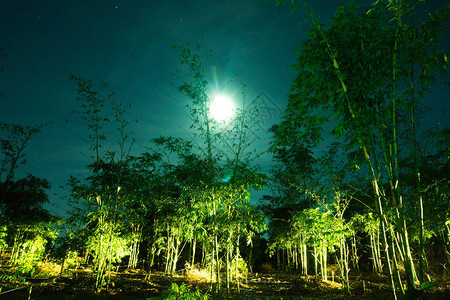 夜晚的竹子天上有一颗小星图片