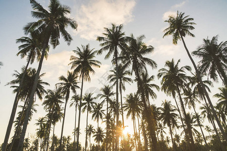天空上美丽的热带椰子棕榈树图片