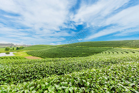 泰国清莱蓝天的茶叶种植园风景校对P图片