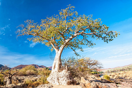 纳米比亚埃普帕地区的猴面包树猴面包树是Adansonia属9种树中每一种的通用名称背景图片