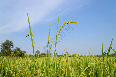 稻田泰国农业图片
