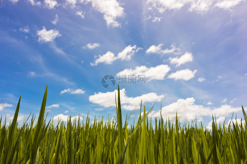 蓝天和稻田图片