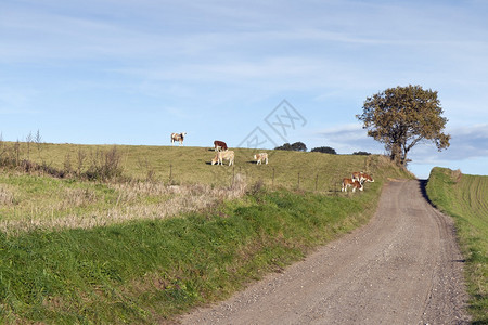 丹麦霍森斯附近田野里的牛图片
