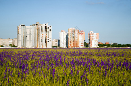 前景中的现代房屋和紫色花朵图片