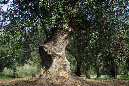 旧橄榄树图片