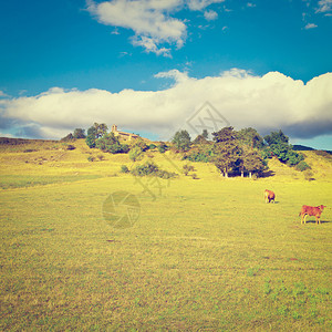 法国阿尔卑山草地上的牛放牧Insta图片