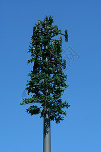 松树细胞塔反对蓝天图片