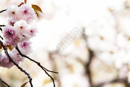 日本的樱花用于促图片