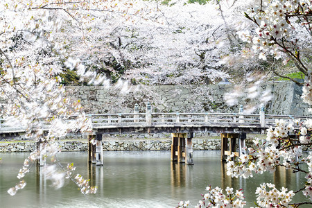 在日本Hikone城堡樱花供Adv或图片
