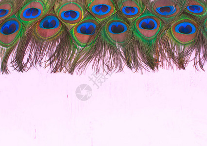 天然孔雀羽毛的明亮质感有色效果装饰背景图片